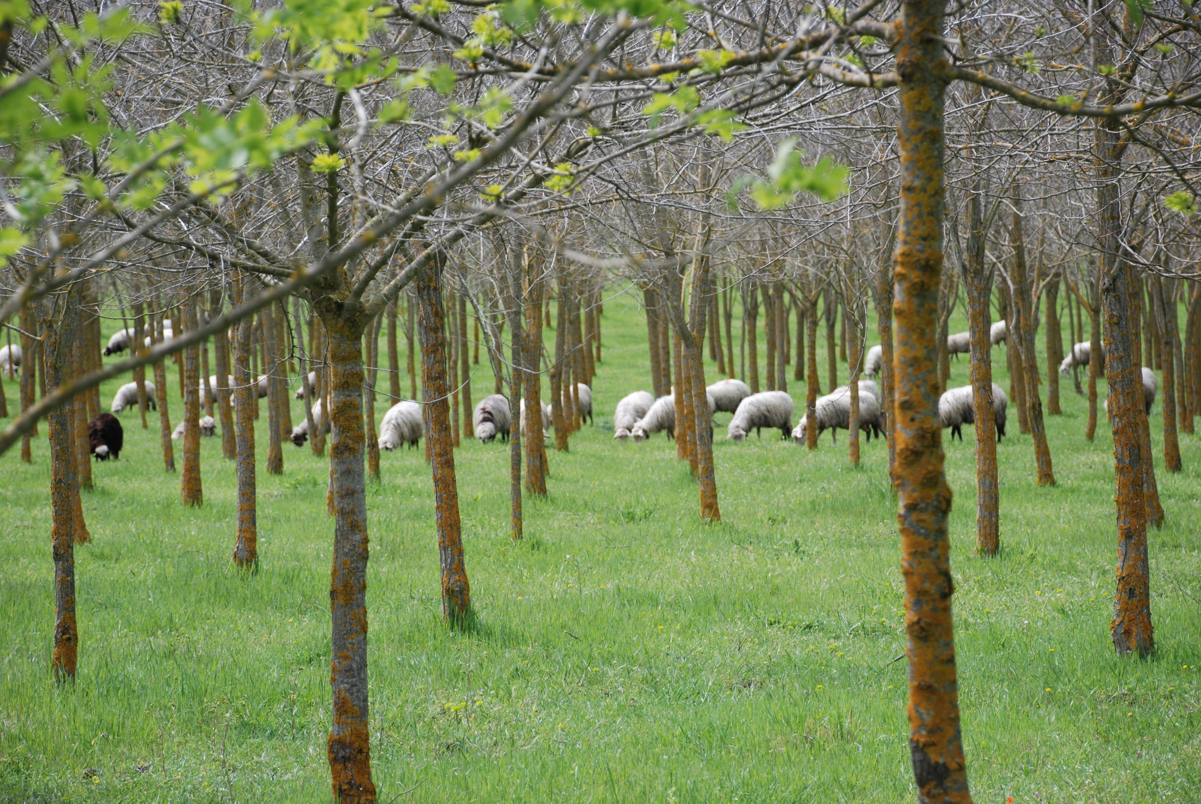 descrizione immagine