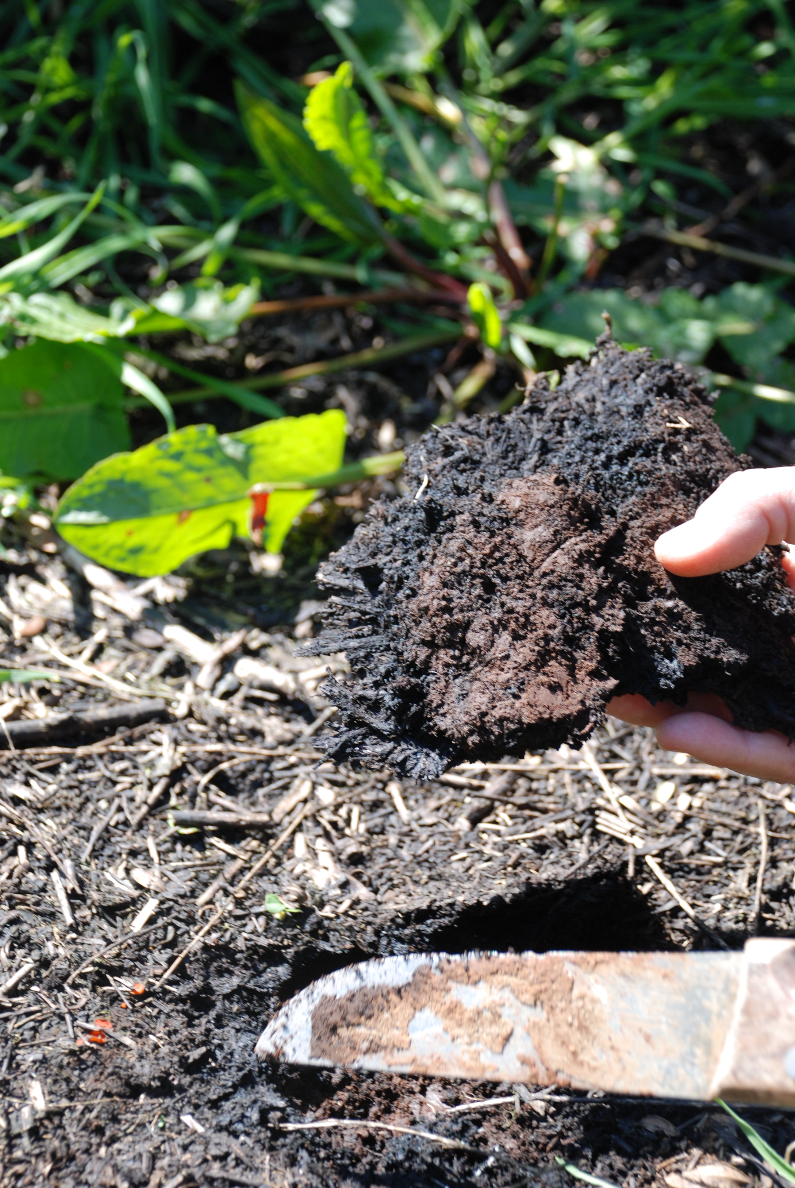 descrizione immagine